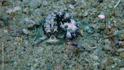 Close-up. Affinitive Cerberilla quickly crawls on the white sea sand. Philippines. Sabang. photo