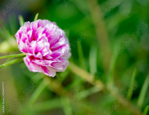 Macro pictures of beautiful flowers