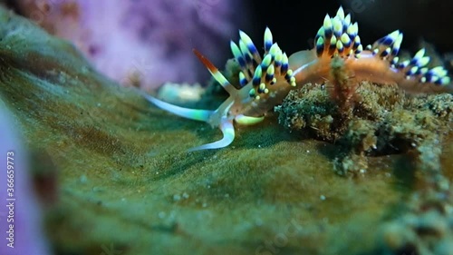 A bright, beautiful Flabellina crawls slowly across the green sponge and wiggles its antennas. Nudibranch. Bali. Tulamben. photo