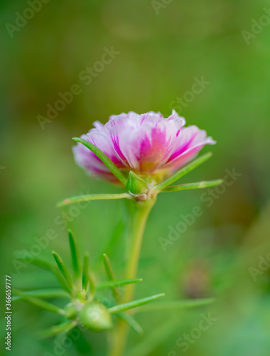 Macro pictures of beautiful flowers