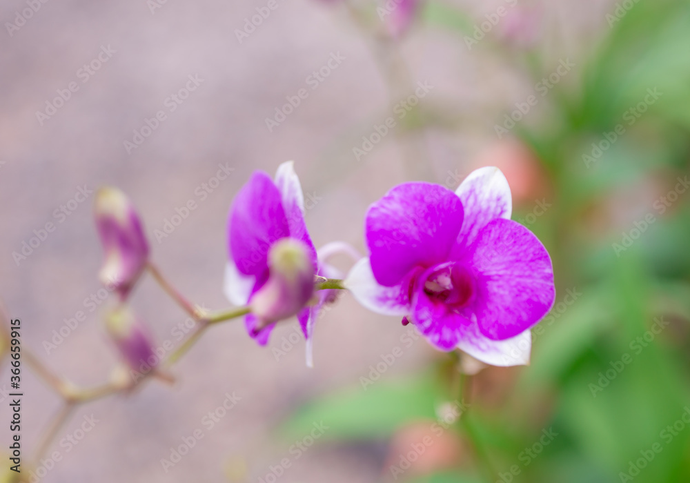 Fototapeta premium Macro pictures of beautiful flowers