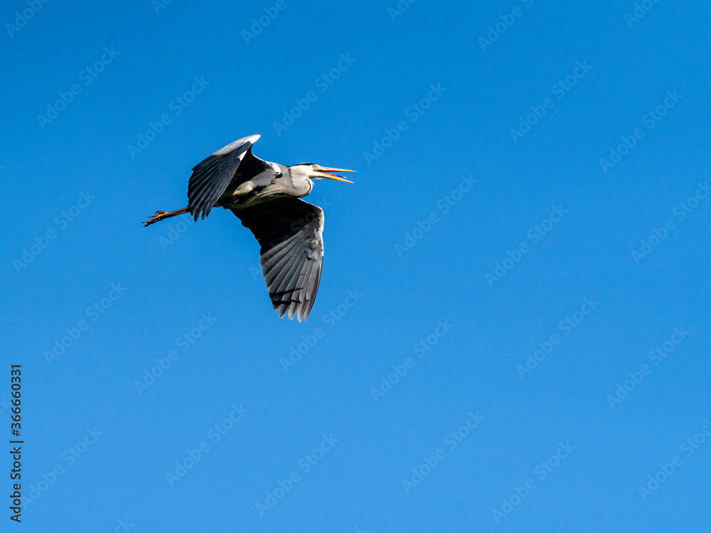 Fotografie Graureiher (Ardea cinerea) in flight