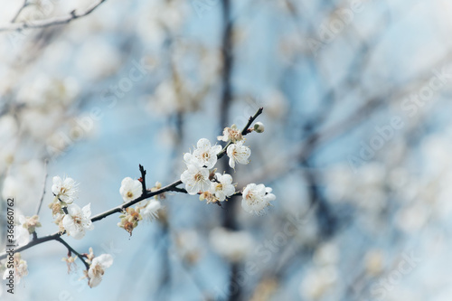 Plum blossom background material in Taipei, Taiwan.