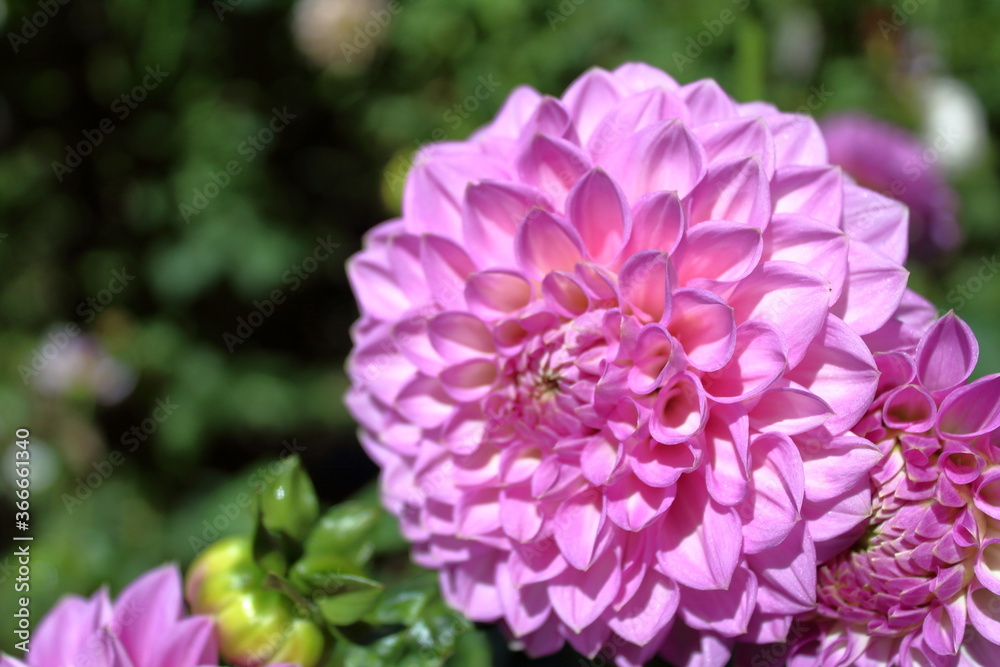 pink and white dahlia