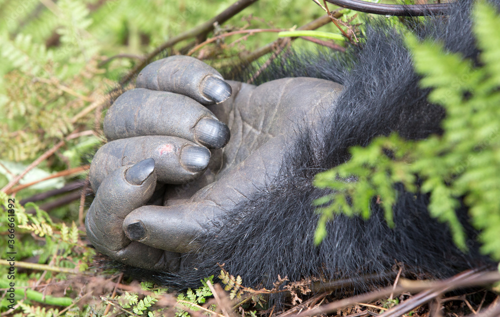 Φωτογραφία A gorillas hand (Gorilla beringei beringei) shown close up - in the mountain jungles of Rwanda