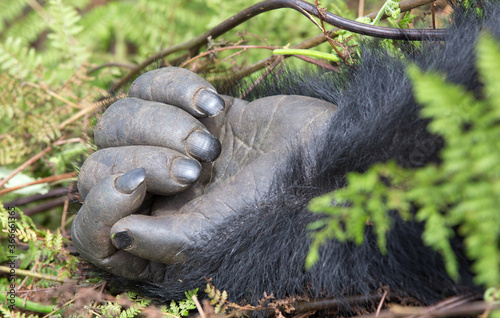 A gorillas hand shown close up - in the mountain jungles of Rwanda. 