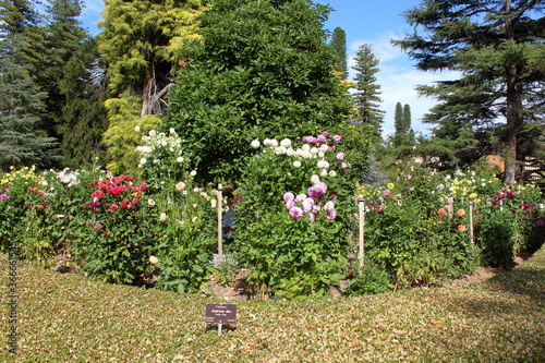 Fototapeta Naklejka Na Ścianę i Meble -  garden with flowers in adelaide botanic garden