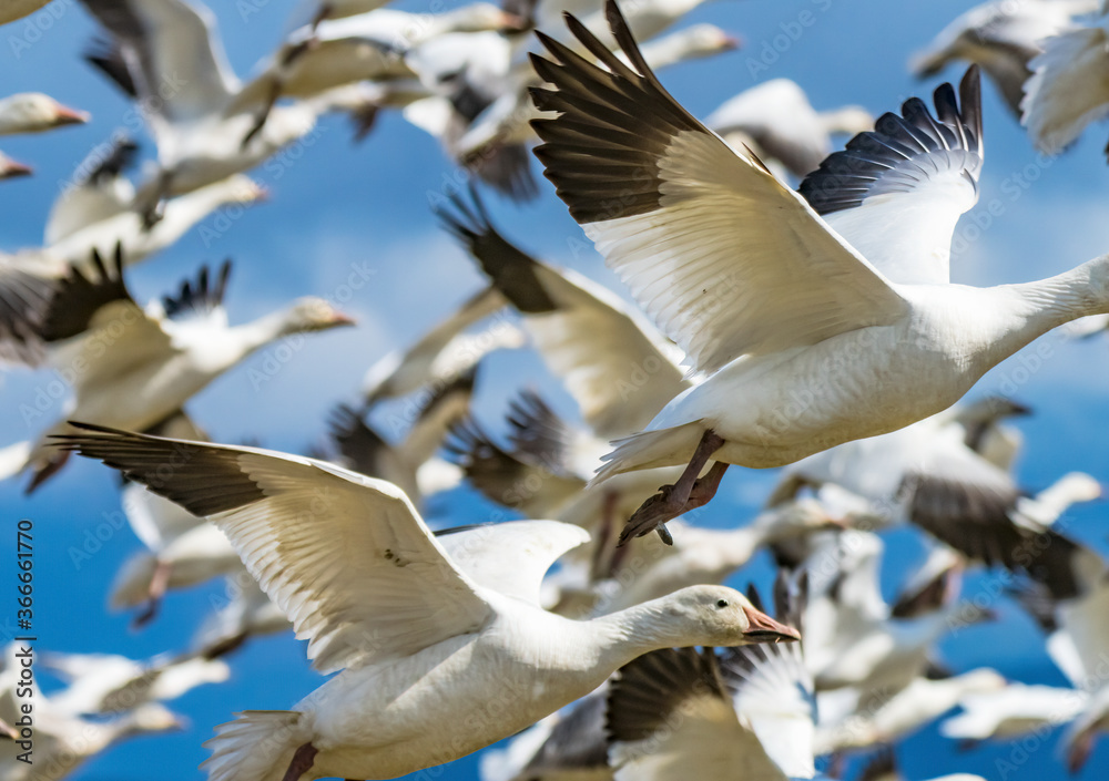 Obraz premium Snow Geese Flying Skagit Valley Washington