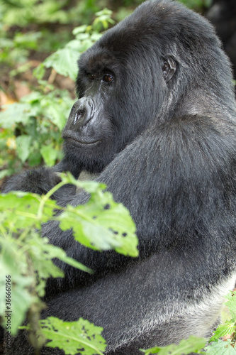A Silverback Gorilla (Gorilla beringei beringei) - Rwanda  © Grantat