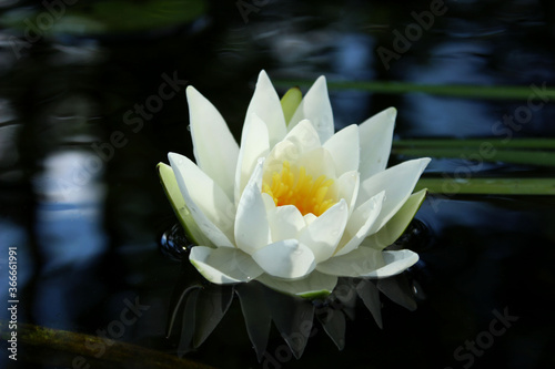 Fototapeta Naklejka Na Ścianę i Meble -  Blurry image of beautiful white water lily in the water. Abstract nature background.