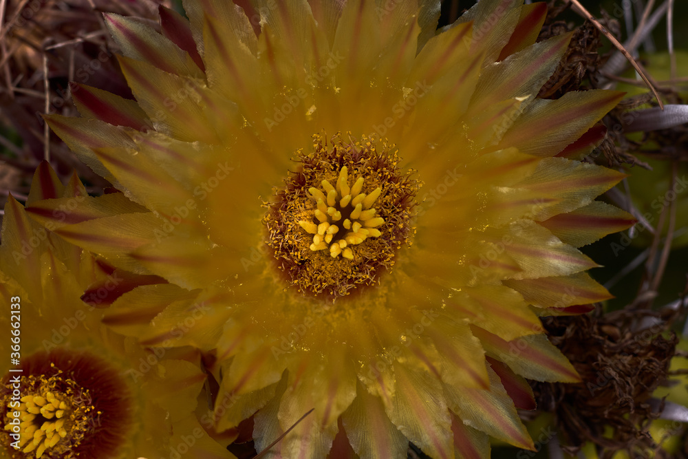 Obraz premium Cactus flower with yellow petals