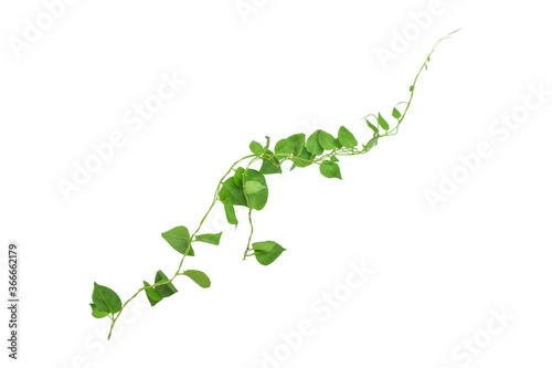 Heart shaped green leaves climbing vines ivy of cowslip creeper (Telosma cordata) the creeper forest plant growing in wild isolated on white background, clipping path included. photo