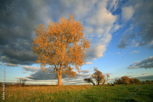 Lonely autumn tree in a field