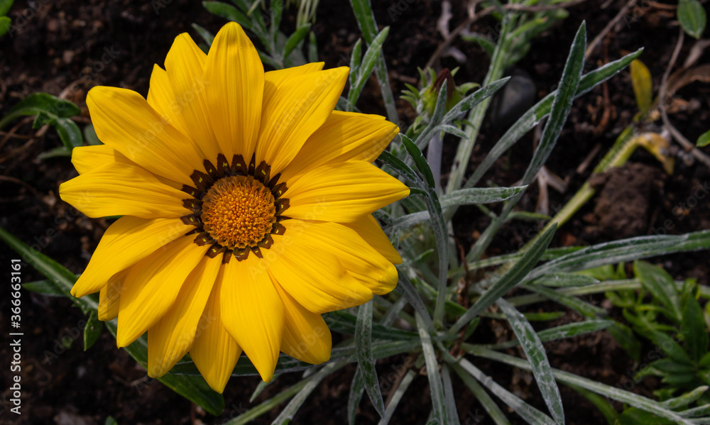 Close-up photo of a beautiful yellow garden flower Gazania Gazania linearis in a flower bed in the Park.Space for your text Close-up photo of a beautiful yellow garden flower Gazania Gazania linearis in a flower bed in the Park.Space for your text