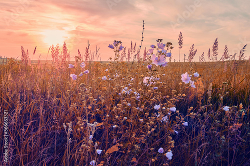 Sunrise in field. beautiful panorama rural landscape with fog, sunrise and blossoming meadow. wild flowers blooming on Sunrise. Samara, Russia.