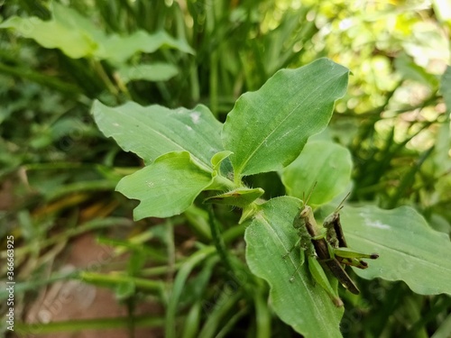 green leaf clover