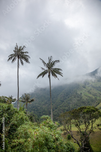 Colombian wax palm trees in Cocora Valley