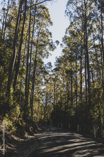 beautiful road surrounded by tall eucalyptus gum tree while driving up Mount Wellington Kunanyi in Tasmania