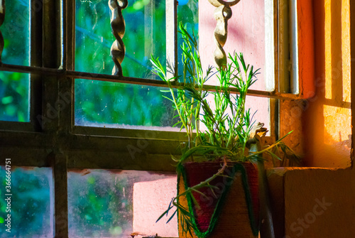 indoor plant and window