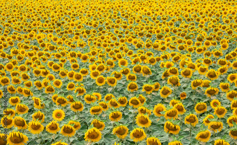 Sunflower is a natural background. Beautiful landscape with yellow sunflowers. Sunflower field, agriculture, crop concept. Sunflower seeds, vegetable oil. Sunflower Wallpaper Sunflower is a natural background. Beautiful landscape with yellow sunflowers. Sunflower field, agriculture, crop concept. Sunflower seeds, vegetable oil. Sunflower Wallpaper