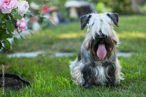 The Cesky Terrier in summer