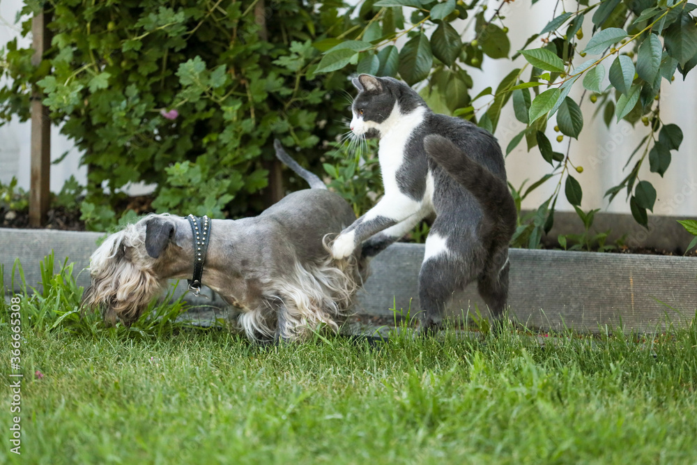 The Cesky Terrier and cat