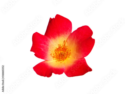 Single red rose flower isolated on white  Rosa rubiginosa