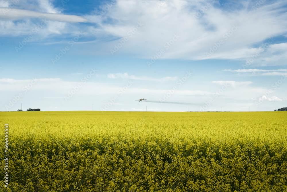 Obraz premium A crop duster flying low sprays a blooming yellow canola field in Rocky View County Canada.