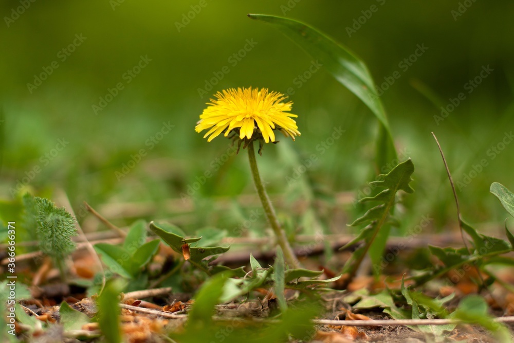 Single Dandelion Single Dandelion