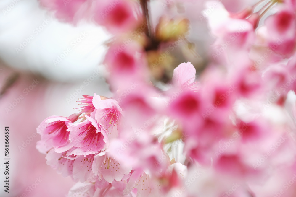 Fototapeta Cherry Blossom (Sakura) macro photography with blur background in Taipei, Taiwan.