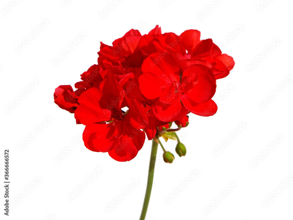 Single red flowers of garden geranium isolated on white Single red flowers of garden geranium isolated on white