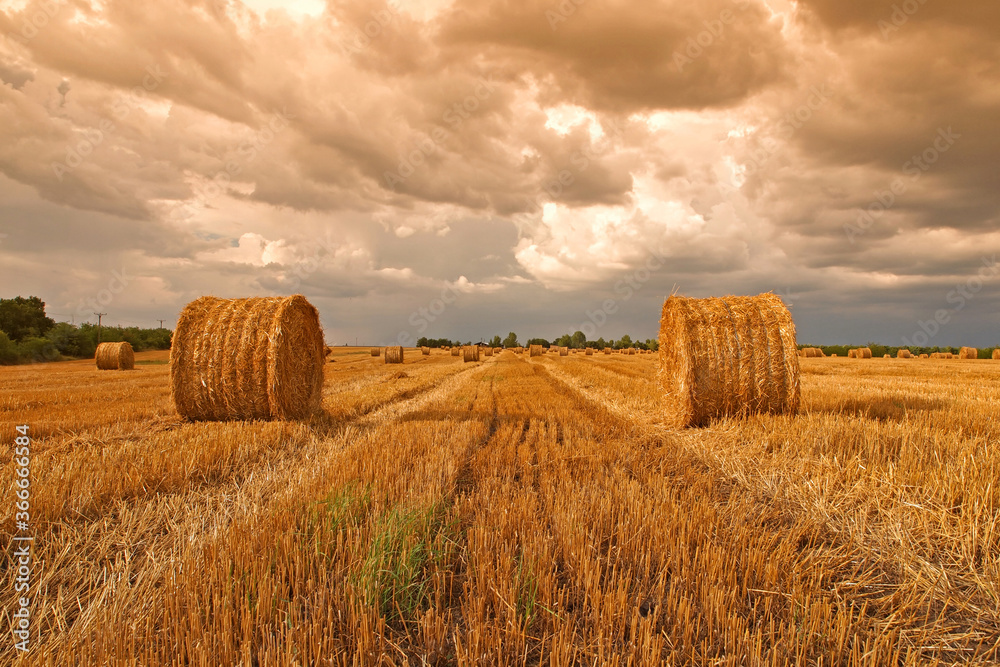 Harvested field with straw bales in summer 