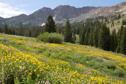 Sunflowers bloom in the valley below Devil s Castle near Alta  Utah