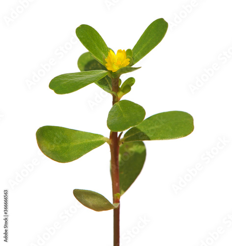 Purslane plant with yellow flower isolated on white, Portulaca oleracea