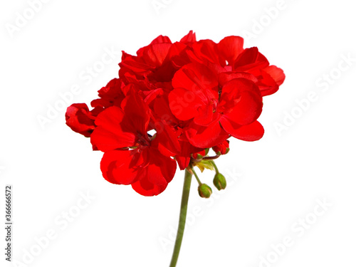 Single red flowers of garden geranium isolated on white 