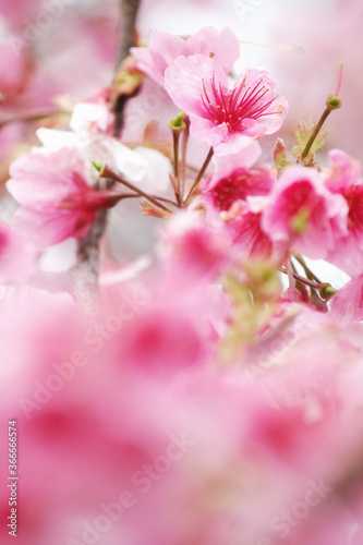 Cherry Blossom  Sakura  macro photography with blur background in Taipei  Taiwan.