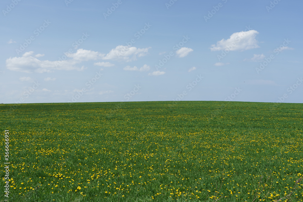 Fototapeta premium Sunny meadow with dandelion in bloom