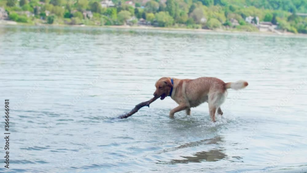 Golden Labrador dog fetching big stick in Danube river.