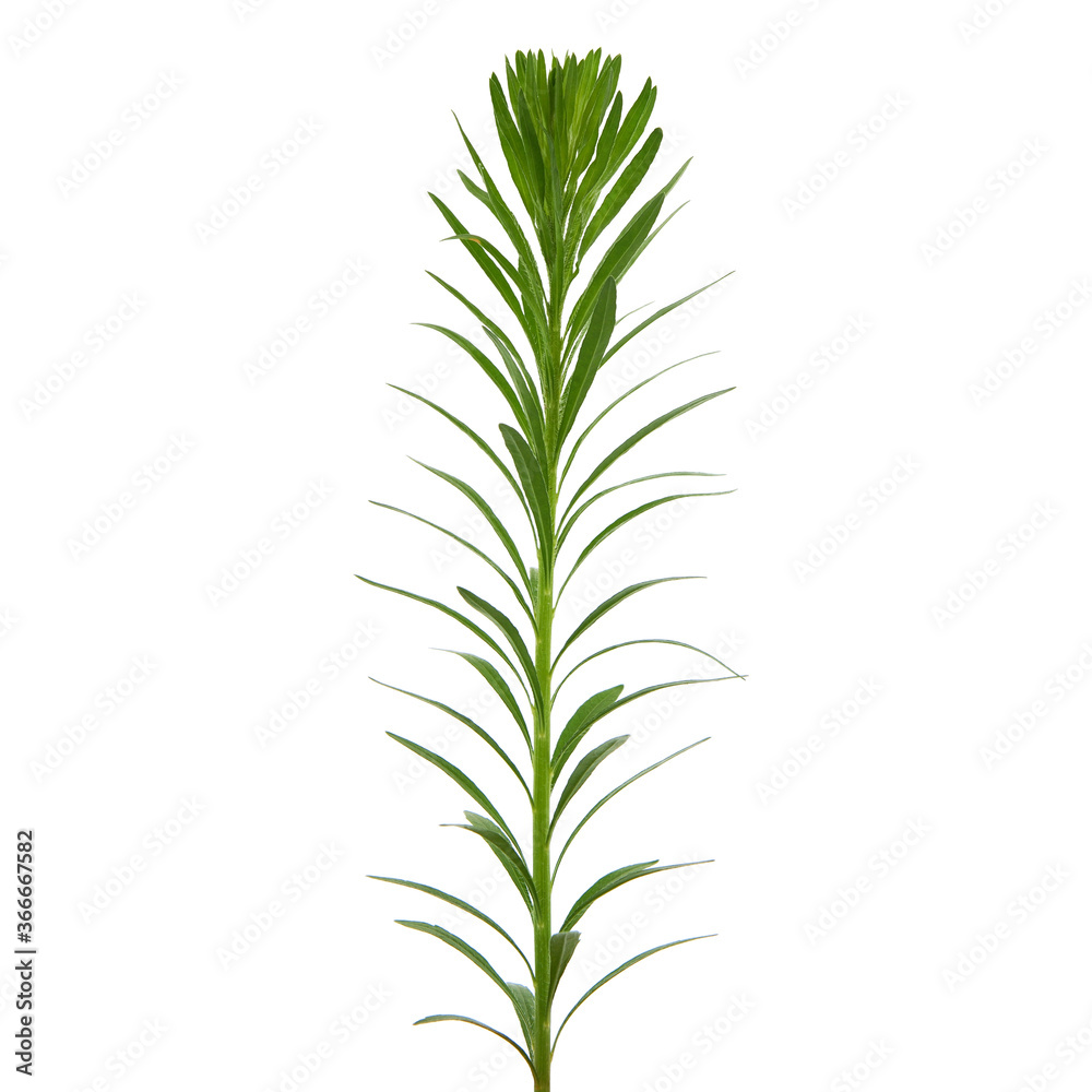 Canadian horseweed or Canadian fleabane, young plant isolated on white, Erigeron Canadensis 