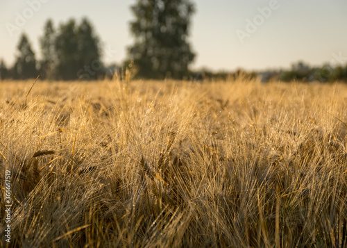 cereal field texture  grain ears  summer