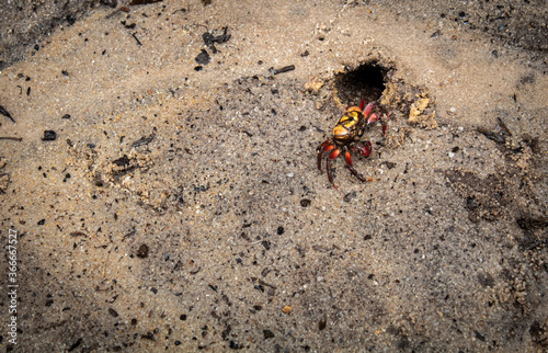 Red crab on sand