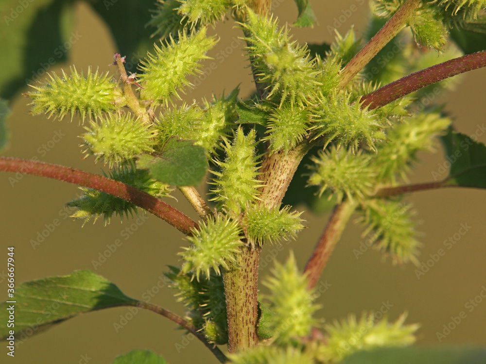 Rough cocklebur spiny seeds close up, Xanthium strumarium Rough cocklebur spiny seeds close up, Xanthium strumarium