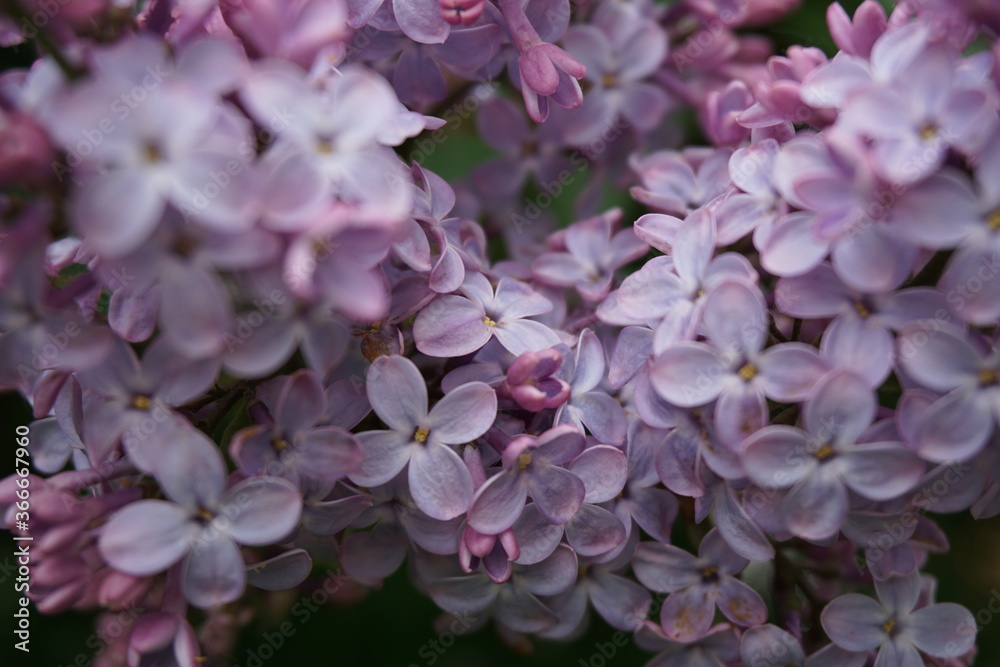 pink hydrangea flowers pink hydrangea flowers