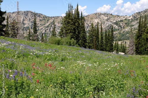 Wildflowers cover the slopes of the Wasatch Mountains at the end of July © Salil
