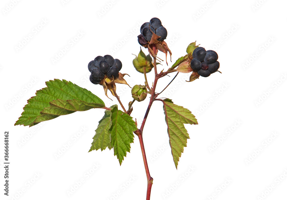 Αυτοκόλλητο Branch of European dewberry with ripe fruit isolated on white, Rubus caesius