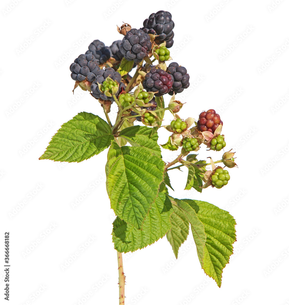 Ταπετσαρία Branch of European dewberry with ripe fruit isolated on white, Rubus caesius