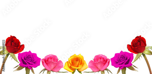 Colorful rose flower frame isolated on white