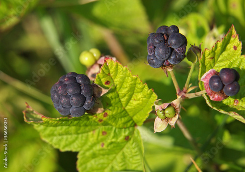 European dewberry ripe fruits, Rubus caesius	