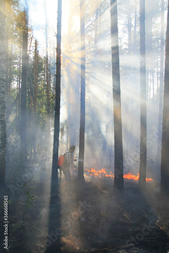 A large area of ​​the forest is on fire. Volunteer firefighters extinguish fires