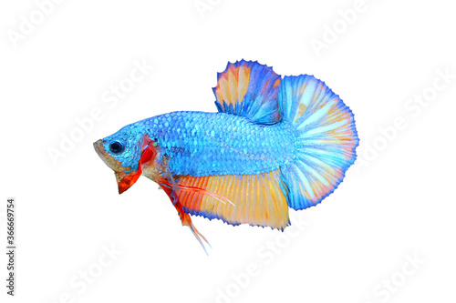 Colorful of siames fighting fish. Halfmoon Betta.plakad betta splendens. freshwater aquarium fish isolated on white background